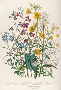 Forget-me-nots and Buttercups, Plate 13 from 